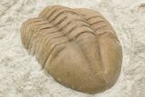Unusual, Delphasaphus Trilobite With Partial - Russia #200468-7